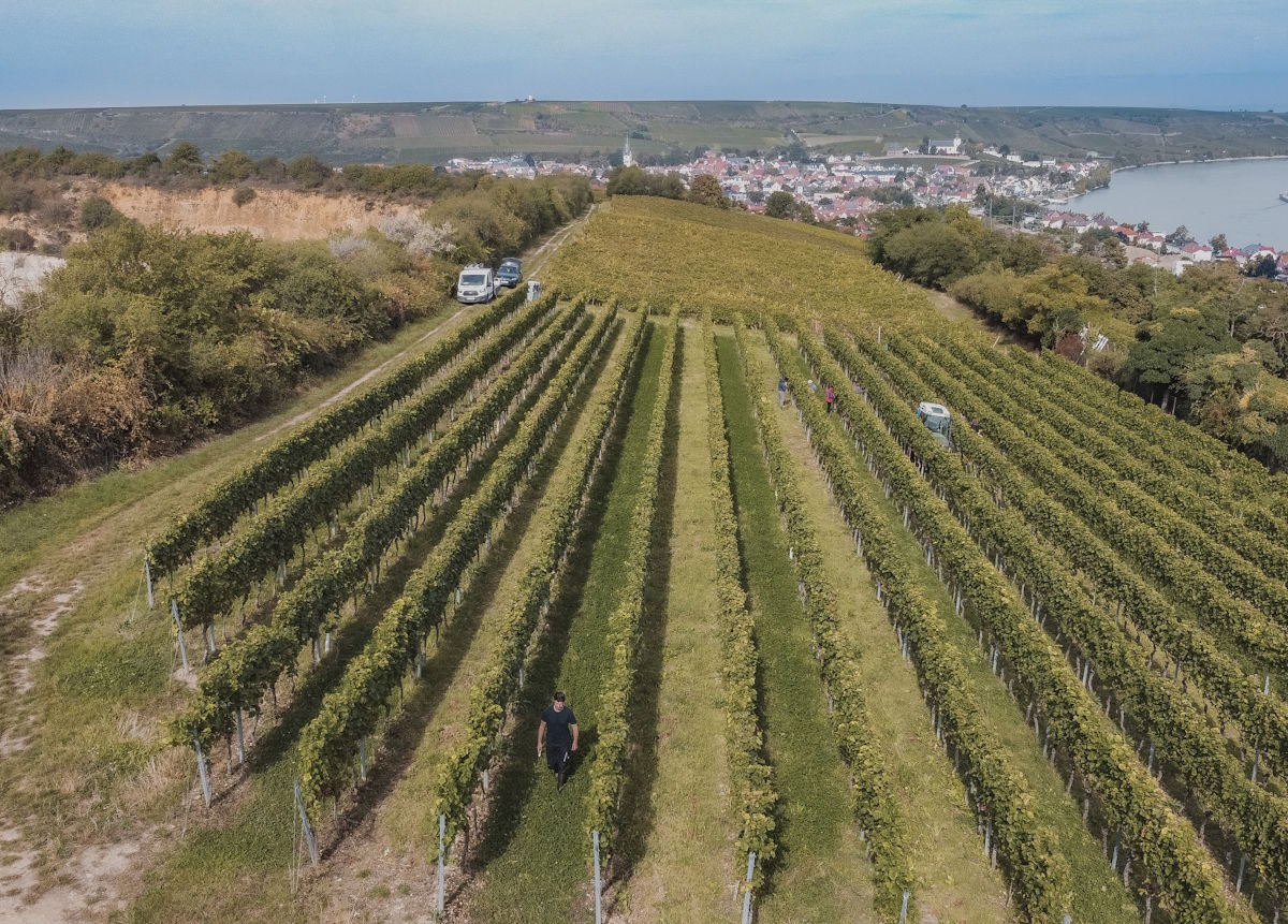 Weinlese am Rhein – Steillagen mit Ausblick auf Stadt und Fluss Weinberg mit gepflegten Rebzeilen am Hang oberhalb eines Flusses, mit Blick auf eine Stadt im Hintergrund und Erntefahrzeugen im Weinberg