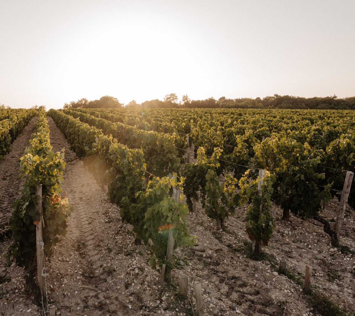 Reihen von Rebstöcken auf steinigem Boden bei tiefstehender Sonne, im Hintergrund Bäume am Horizont.