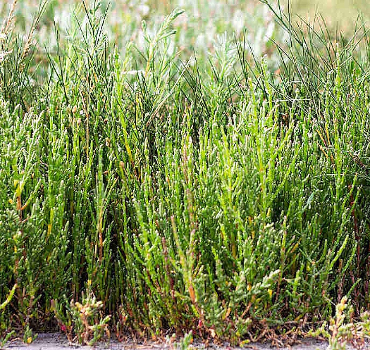 Nahaufnahme von wild wachsendem grünem Queller, auch als Salicornia bekannt, einer salzigen Küstenpflanze, die häufig als Zutat in der gehobenen Küche sowie in Gin und anderen Spirituosen verwendet wird