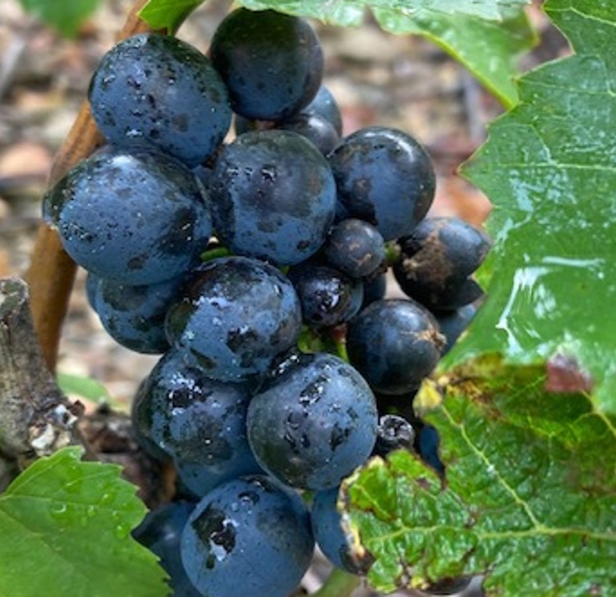 Nahaufnahme einer dunkelblauen Weintraube mit Wassertröpfchen, umgeben von grünen Rebblättern und steinigem Boden.