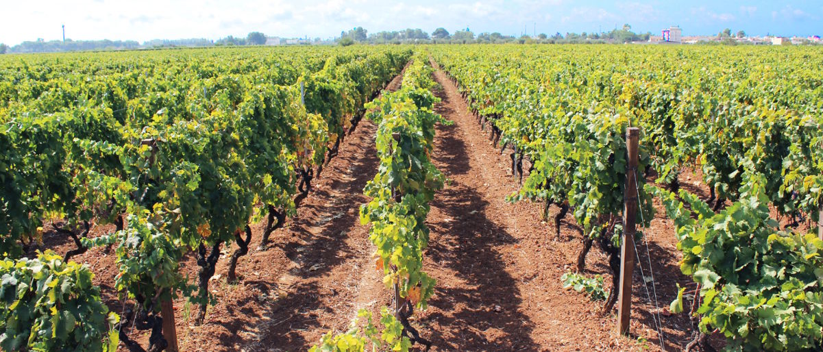 Reihen grün belaubter Rebstöcke auf rötlich-braunem Boden unter leicht bewölktem Himmel in einer weiten Ebene.