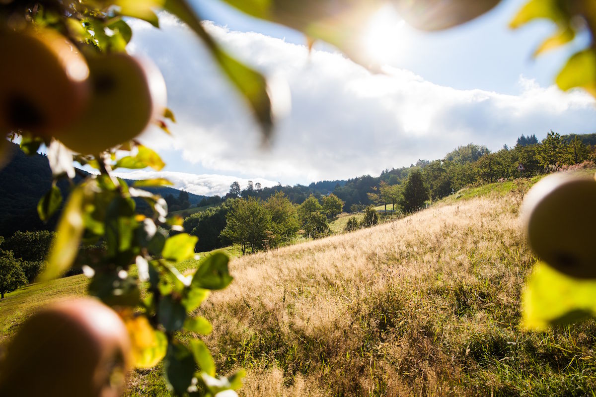 Blick durch Apfelzweige auf eine sonnige Wiesenlandschaft mit sanften Hügeln, Bäumen und blauem Himmel im Hintergrund. Die Sonne scheint durch die Wolken und taucht die Szene in warmes Licht.