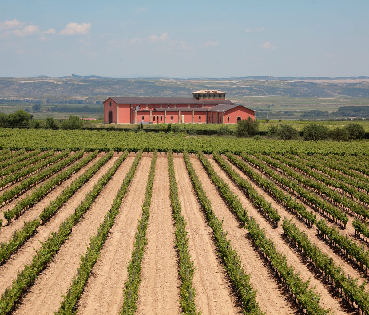 Weingut mit rotem Gebäude im Hintergrund, davor gleichmäßige Rebzeilen auf sandigem Boden in flacher Landschaft