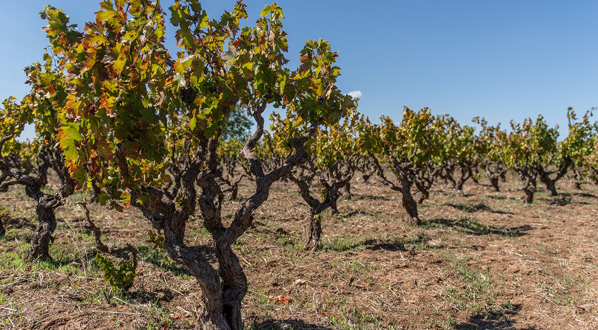 Reihen knorriger Buschreben auf trockenem, rötlich-braunem Boden unter wolkenlosem Himmel.