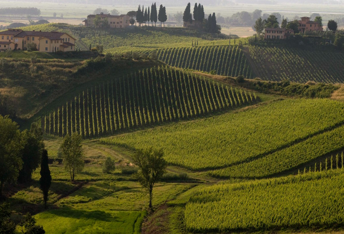  Sanft geschwungene Weinberge mit regelmäßig gepflanzten Rebenreihen, durchzogen von Wegen und umgeben von mediterranen Gutshäusern und Zypressen
