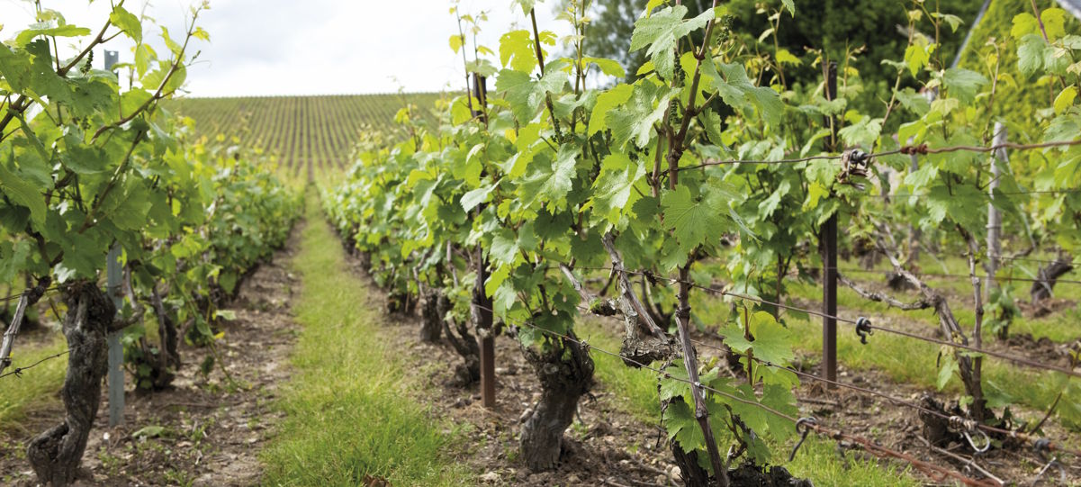 Junge grüne Reben in ordentlich gepflegten Reihen auf einem Weinberg im Frühling oder Frühsommer.