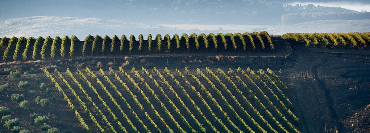 Nahaufnahme von Weinreben in gleichmäßigen Reihen an einem Hang mit deutlichem Licht-Schatten-Spiel.
