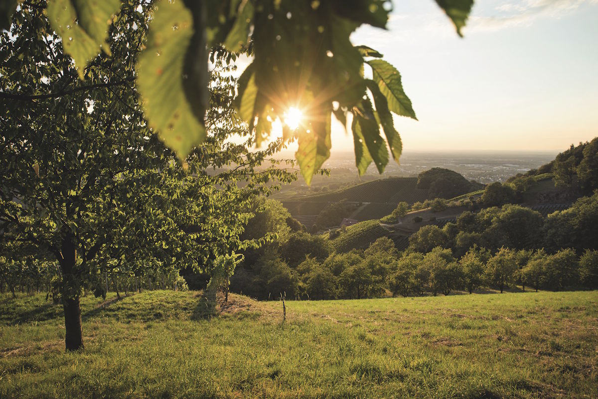Sonnenuntergang über sanften Hügeln mit grünen Wiesen und Bäumen, im Vordergrund ein Baum mit herabhängenden Blättern