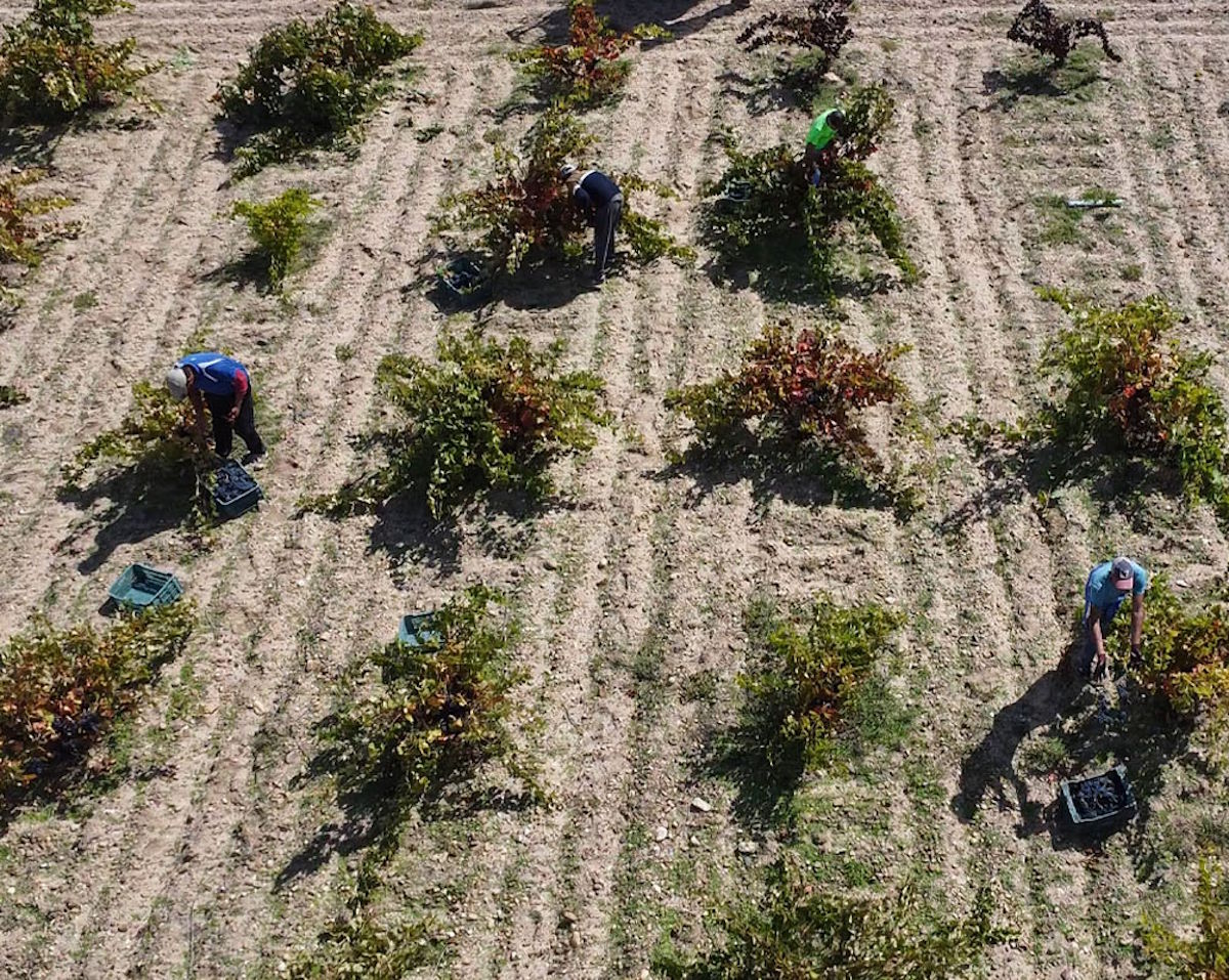 Luftaufnahme von Erntehelfern, die sich zwischen locker bepflanzten Reben auf trockenem Boden bewegen und Trauben in Kisten sammeln