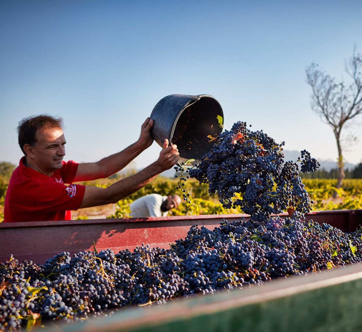 Winzer leert frisch geerntete blaue Trauben aus einem Eimer in einen Transportbehälter im Weinberg