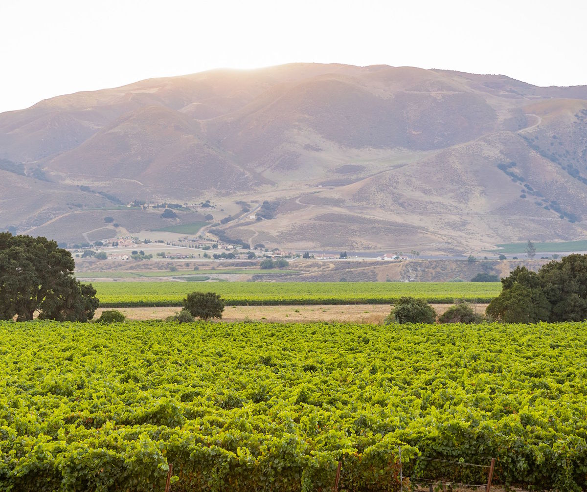 Sonnenuntergang über einer hügeligen Landschaft mit weitläufigen, grünen Weinbergen im Vordergrund
