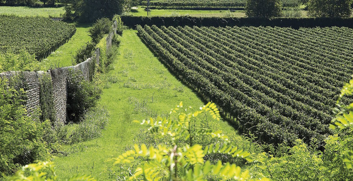 Weinberg mit regelmäßigen Rebzeilen neben einer alten Natursteinmauer, eingebettet in grüne Landschaft.