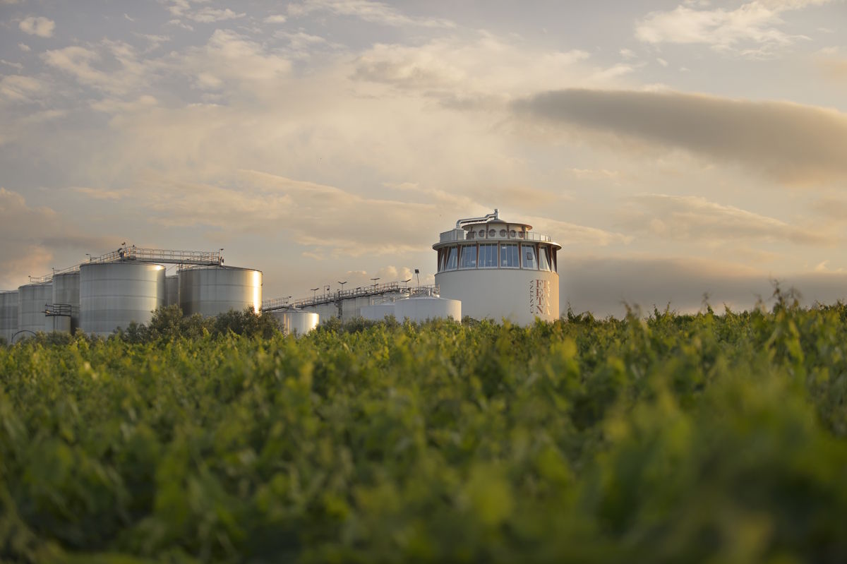 Weinberge im Vordergrund mit modernen Edelstahltanks und einem runden Gebäude im Hintergrund bei sanftem Abendlicht