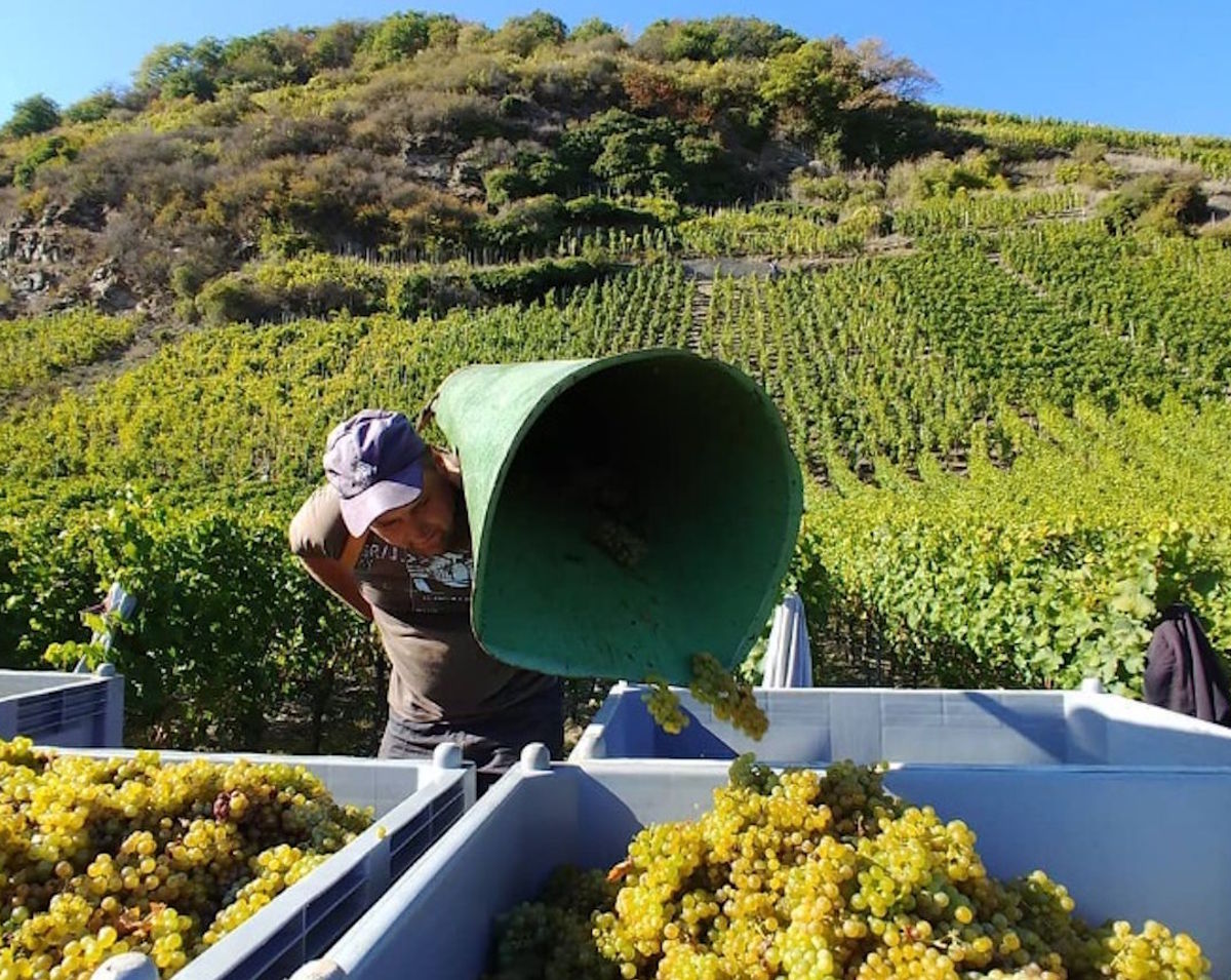 Weinlese in Steillage – frische Weißweintrauben aus Handarbeit Erntehelfer leert weiße Trauben aus einem Eimer in große Lesekisten vor steilem Weinhang mit dicht bepflanzten Reben