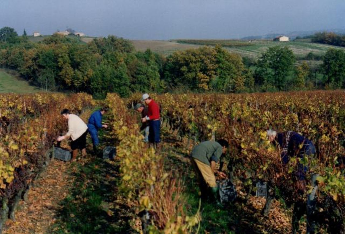 Menschen bei der Handlese im herbstlich gefärbten Weinberg, umgeben von hügeliger Landschaft.