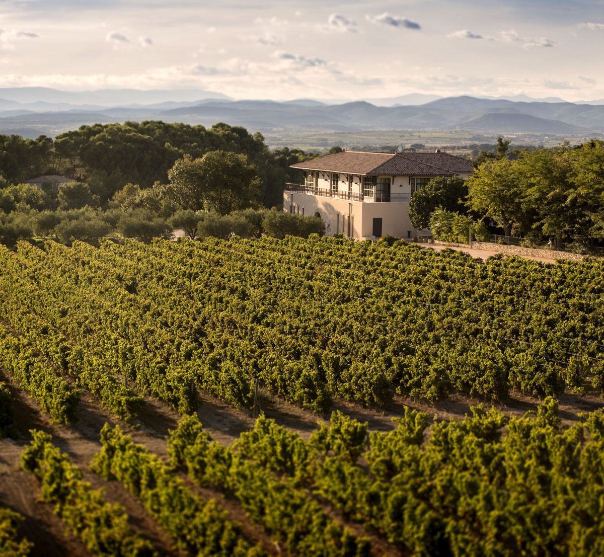 Weingut mit mediterranem Flair, umgeben von dichten Rebzeilen, im Hintergrund eine weite Landschaft mit sanften Hügeln und Gebirgszügen.
