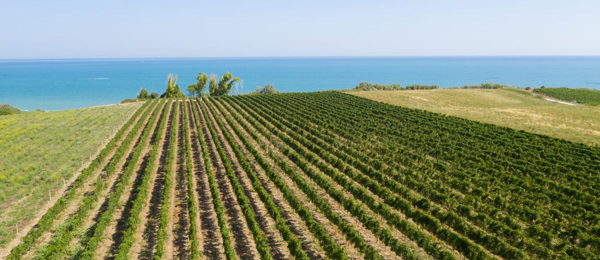 Weinreben in gleichmäßigen Reihen auf sanftem Hügel mit Blick auf das ruhige, türkisfarbene Meer unter klarem Himmel