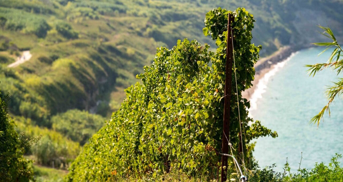 Weinreben auf einem steilen Hang mit Blick auf eine Küstenlinie und das blaue Meer, umgeben von grüner Vegetation
