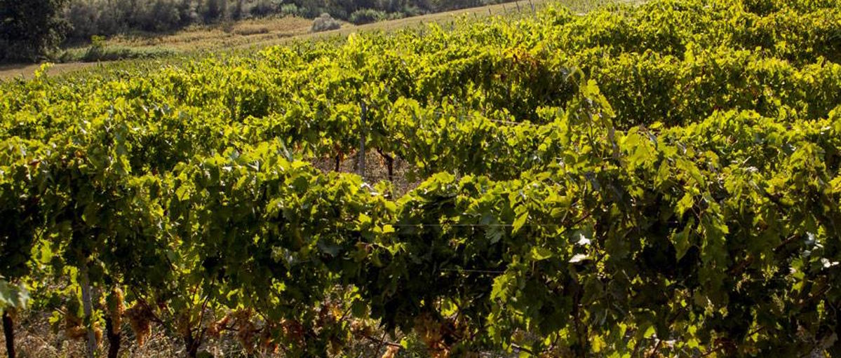 Reihen dicht belaubter Rebstöcke in voller Vegetation, leicht ansteigender Hang unter sonnigem Licht.