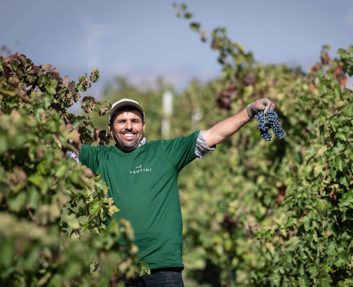 Mann steht lächelnd zwischen Rebzeilen, streckt beide Arme aus und hält in einer Hand eine Traube dunkler Beeren.