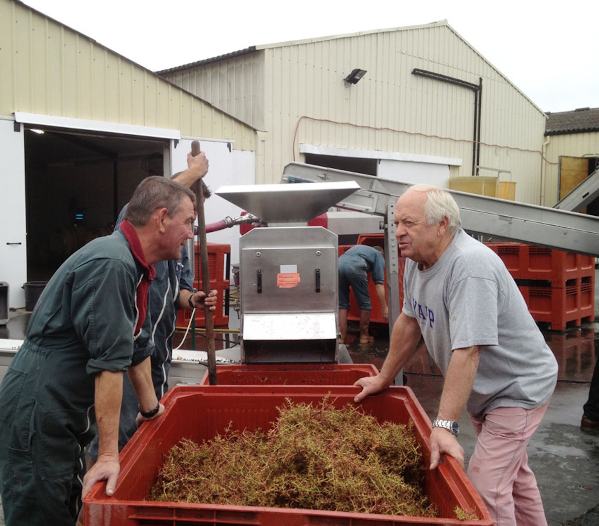 Zwei Männer sprechen an einer Kiste mit abgebeerten Trauben vor einer Entrappungsmaschine im Weingutsbetrieb.
