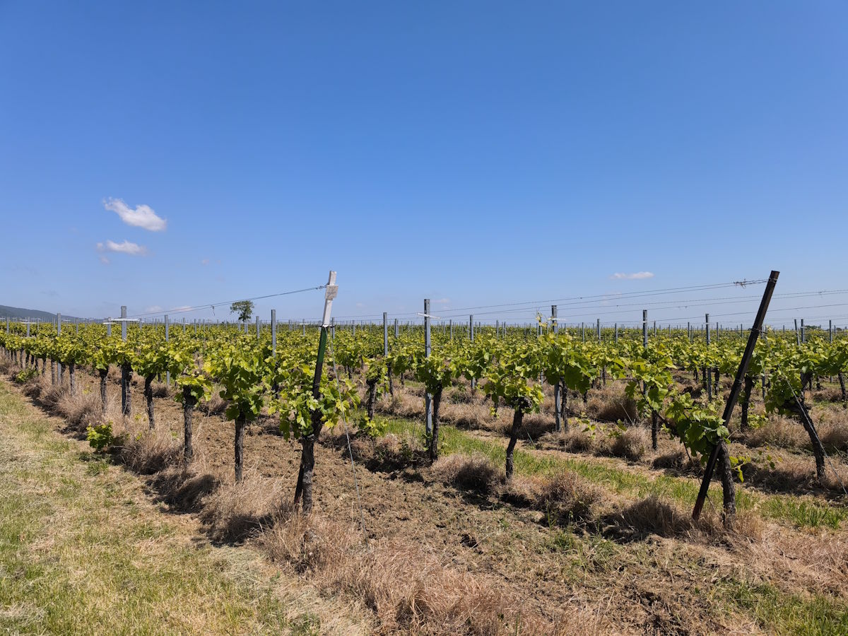 Weinberg im Frühling mit jungen Reben bei klarem Wetter Reihen junger Rebstöcke in einem flachen Weinberg unter strahlend blauem Himmel an einem sonnigen Tag
