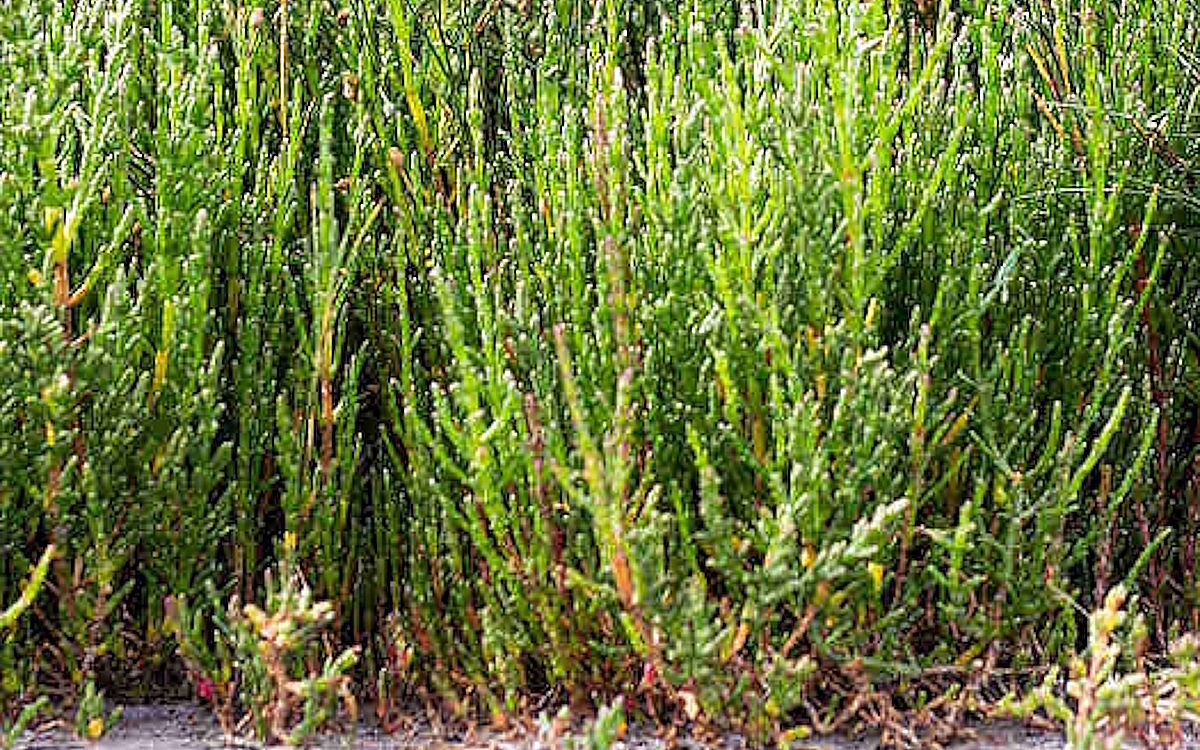 Nahaufnahme von wild wachsendem grünem Queller, auch als Salicornia bekannt, einer salzigen Küstenpflanze, die häufig als Zutat in der gehobenen Küche sowie in Gin und anderen Spirituosen verwendet wird