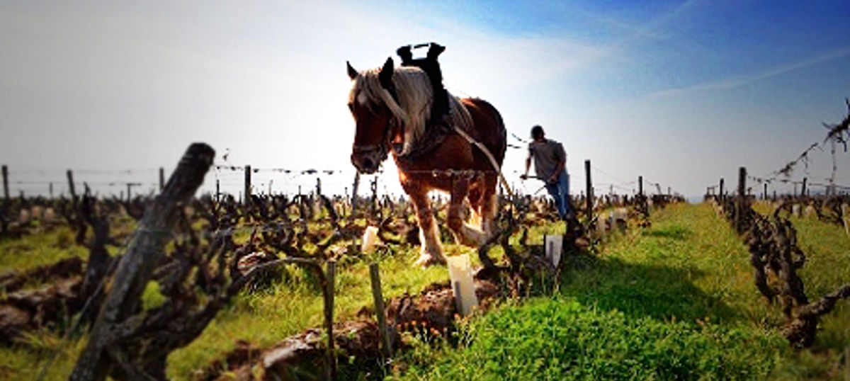 Pferd mit Winzer bei der traditionellen Bodenbearbeitung zwischen Rebstöcken im Weinberg
