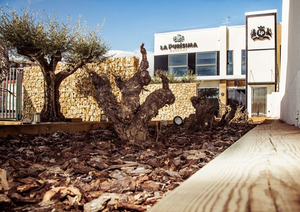 Modernes Weingutsgebäude mit Natursteinmauern und alten knorrigen Rebstöcken im Vordergrund auf mit Rinde bedecktem Boden