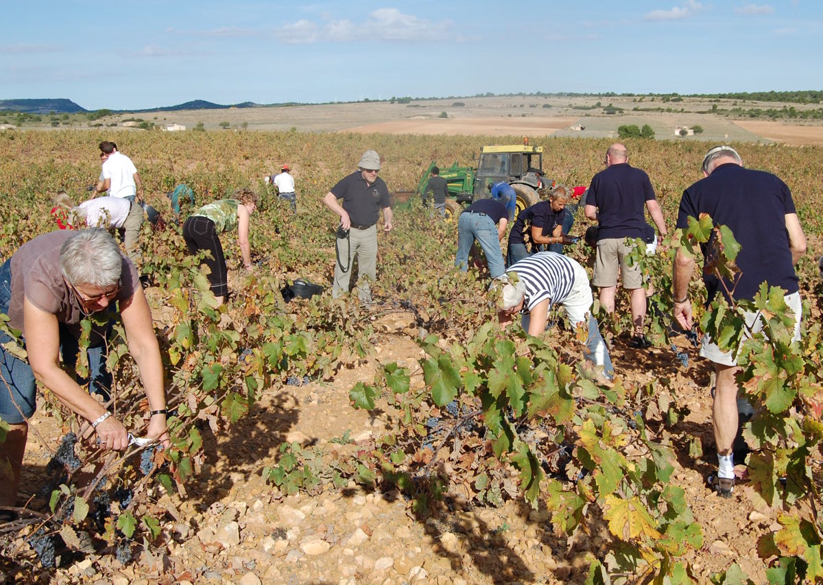 Zahlreiche Menschen ernten von Hand Trauben in einem sonnigen Weinberg, im Hintergrund ein Traktor und weite Landschaft