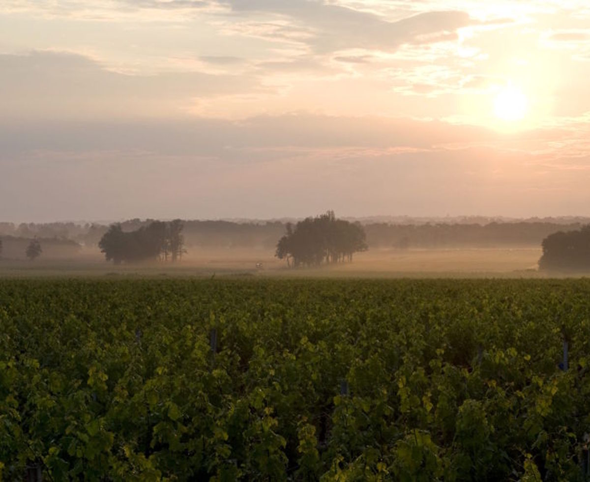 Nebelverhangene Weinlandschaft im warmen Licht der aufgehenden Sonne mit Silhouetten von Bäumen im Hintergrund.