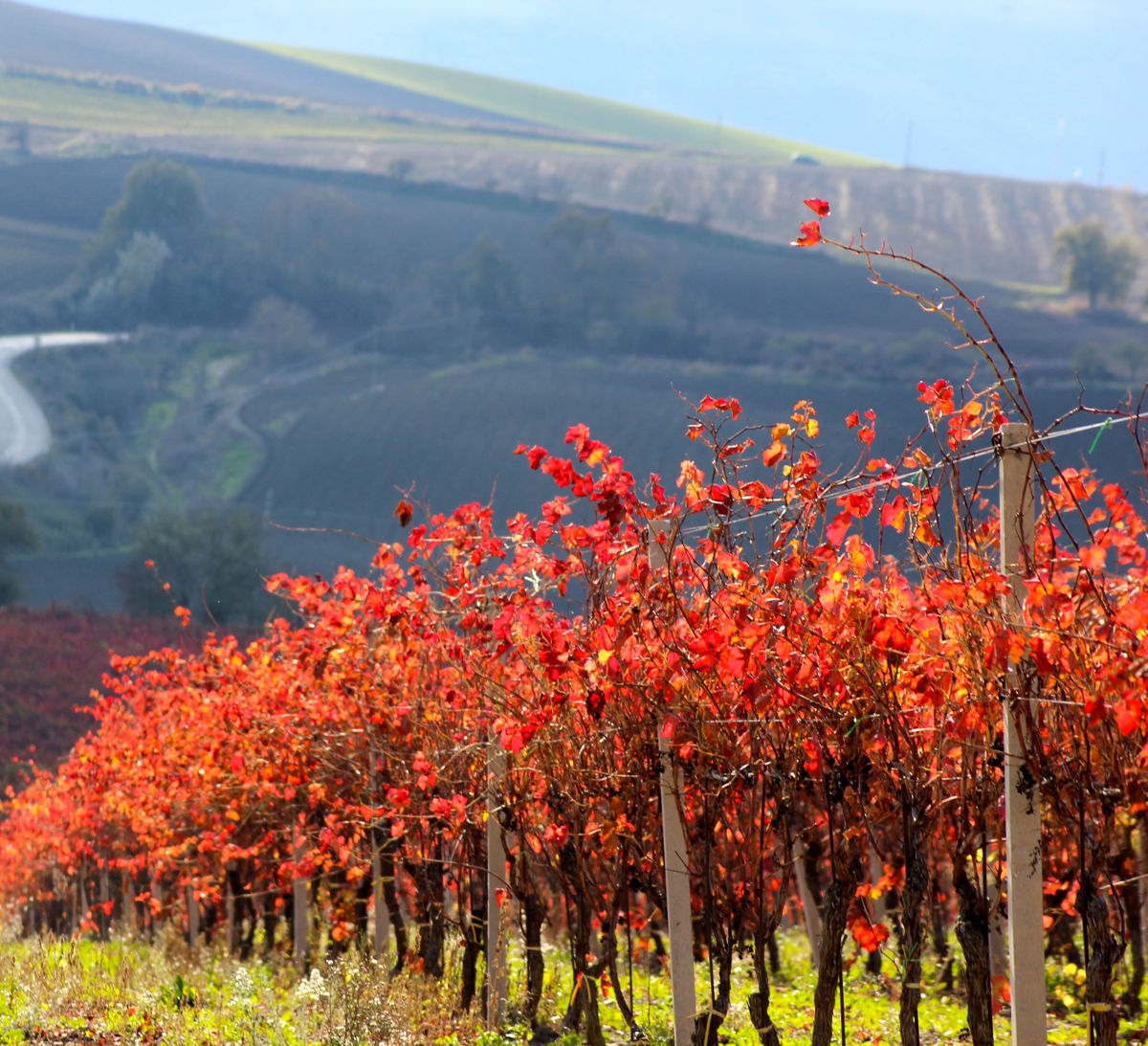 Reihen von Rebstöcken mit leuchtend roten Blättern in hügeliger Landschaft bei herbstlichem Licht.