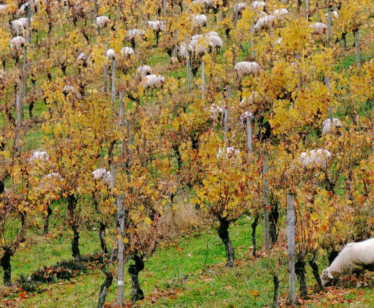 Zahlreiche weiße Schafe grasen zwischen herbstlich gefärbten Rebstöcken in einem Weinberg mit gelb-orangefarbenem Laub.