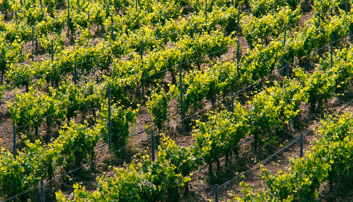 Reihen junger, grün belaubter Rebstöcke in einem sonnigen Weinberg mit sichtbarer Bodenstruktur