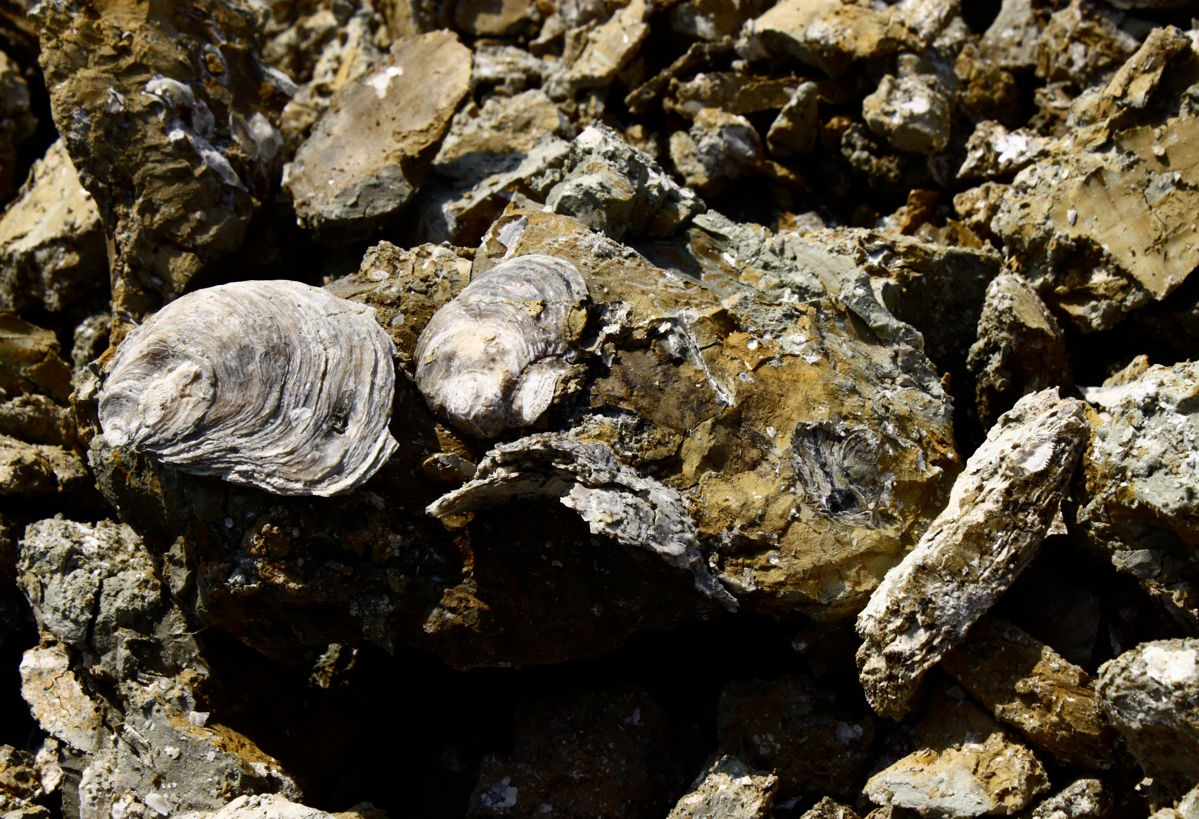  Gesteinsformation mit fossilen Muschelschalen, die auf kalkhaltigen Boden und marinen Ursprung des Terroirs hinweist