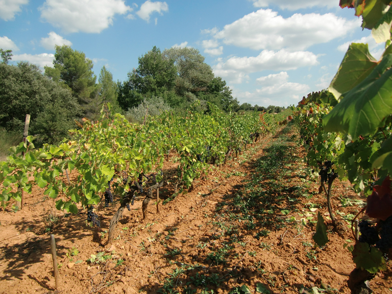 Weinreben in gepflegten Reihen auf rötlich-braunem Boden unter blauem Himmel in mediterraner Landschaft.