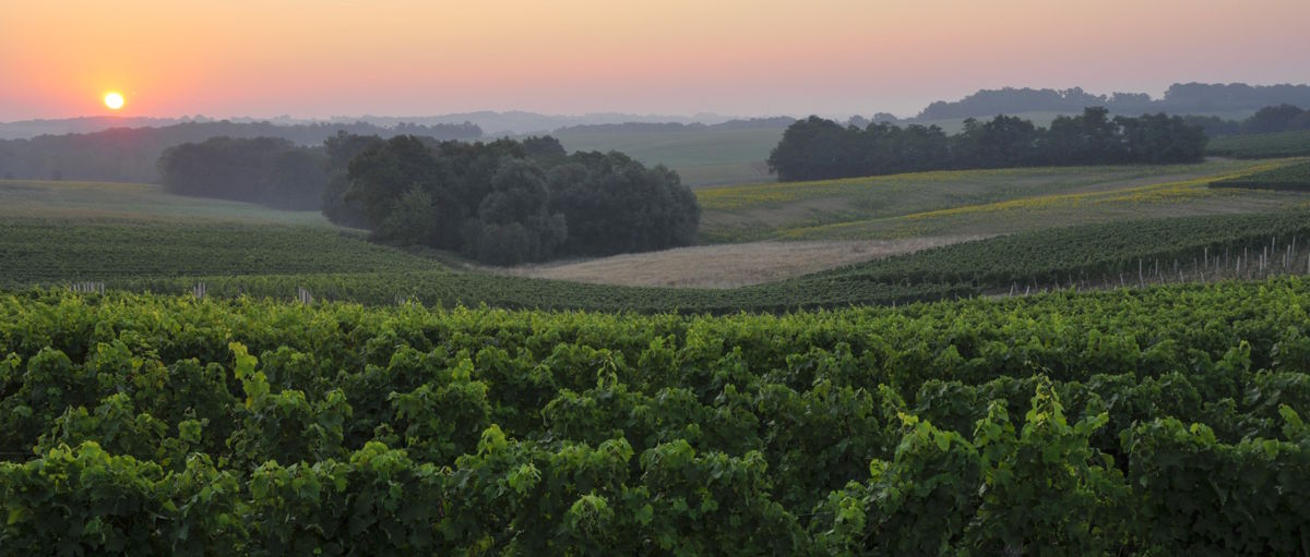 Weinberge in sanfter Hügellandschaft bei Sonnenaufgang, mit leichtem Dunst über den Feldern.