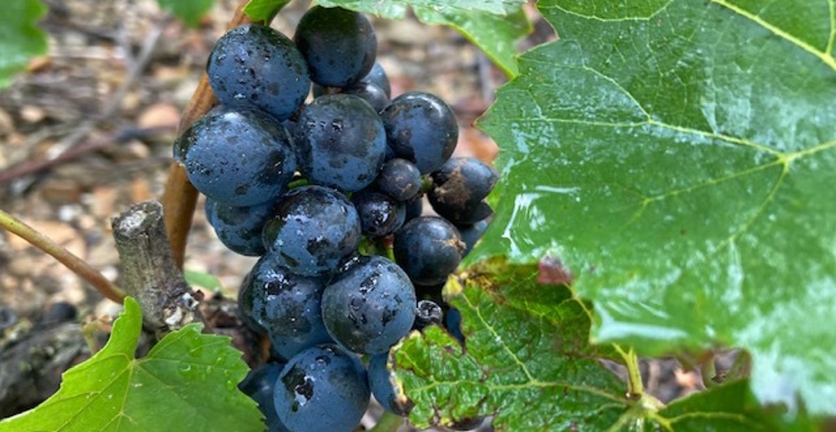 Nahaufnahme einer dunkelblauen Weintraube mit Wassertröpfchen, umgeben von grünen Rebblättern und steinigem Boden.