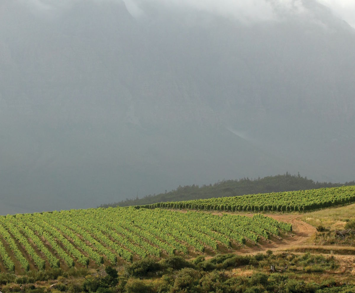 Grüne Weinreben in gleichmäßigen Reihen vor einem düsteren, wolkenverhangenen Berghang