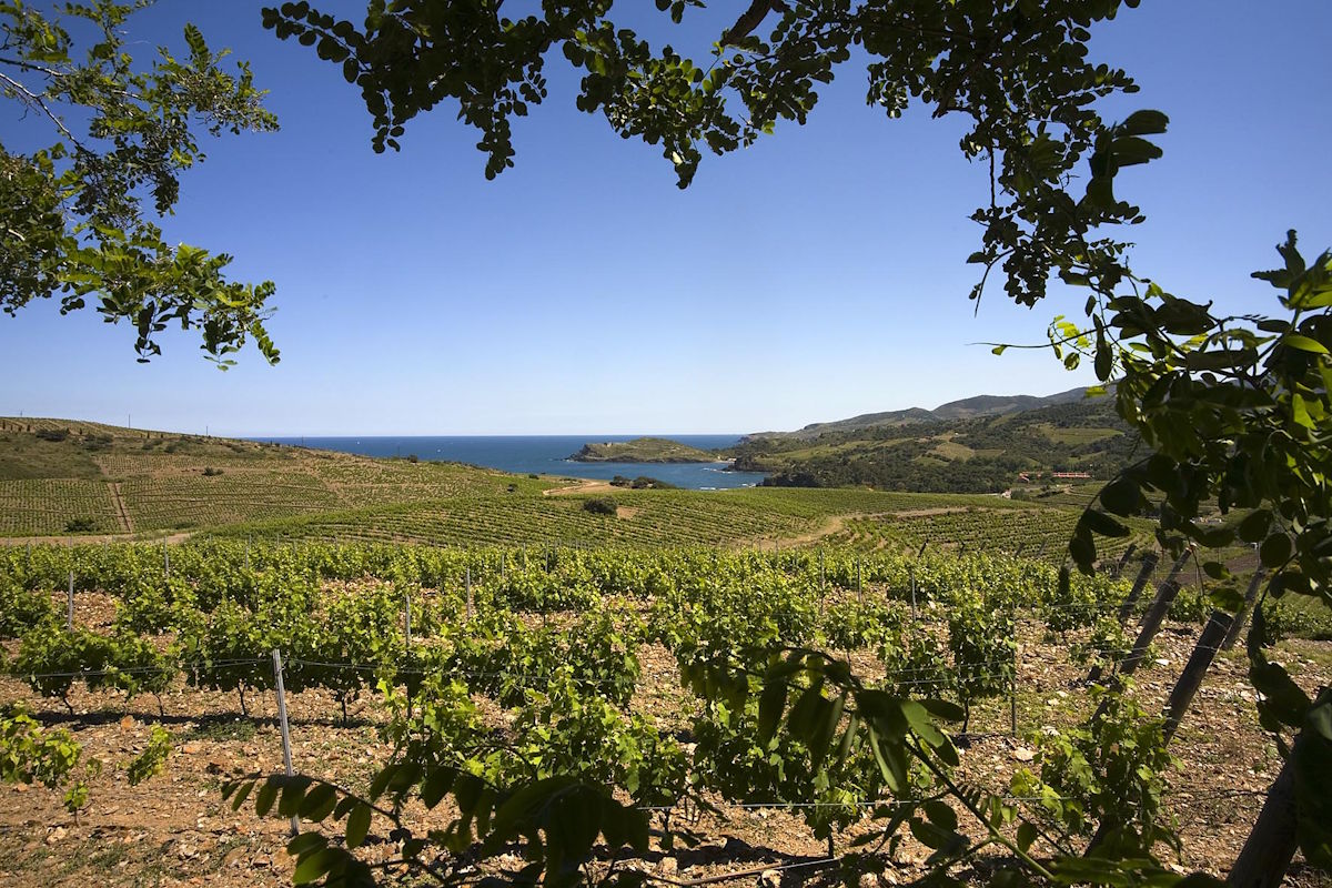 Weinberge mit Blick auf das Mittelmeer, eingerahmt von Blättern im Vordergrund und sanften Hügeln im Hintergrund.