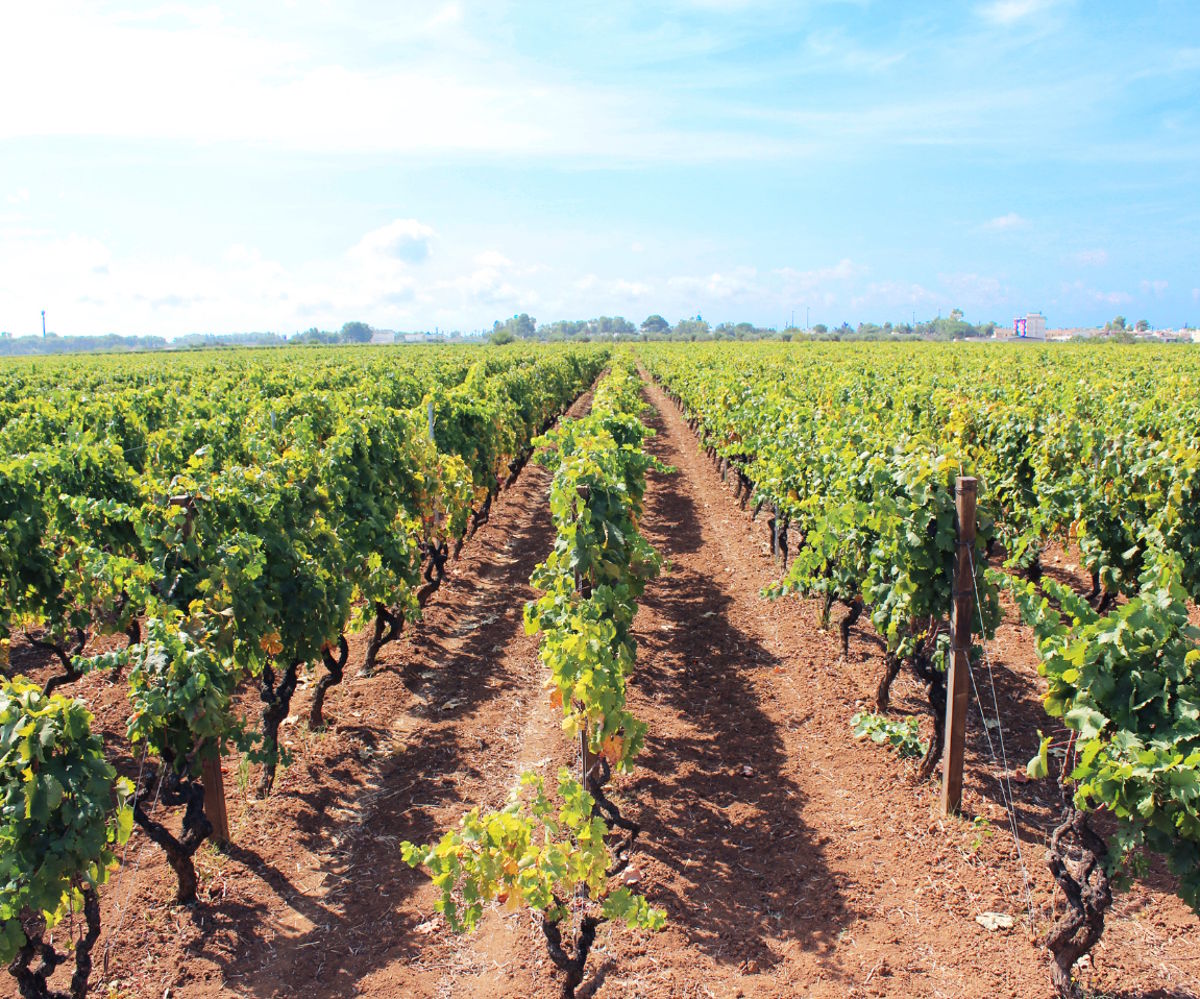 Symmetrische Rebzeilen auf rötlich-braunem Boden unter leicht bewölktem Himmel in einer weiten, flachen Landschaft.