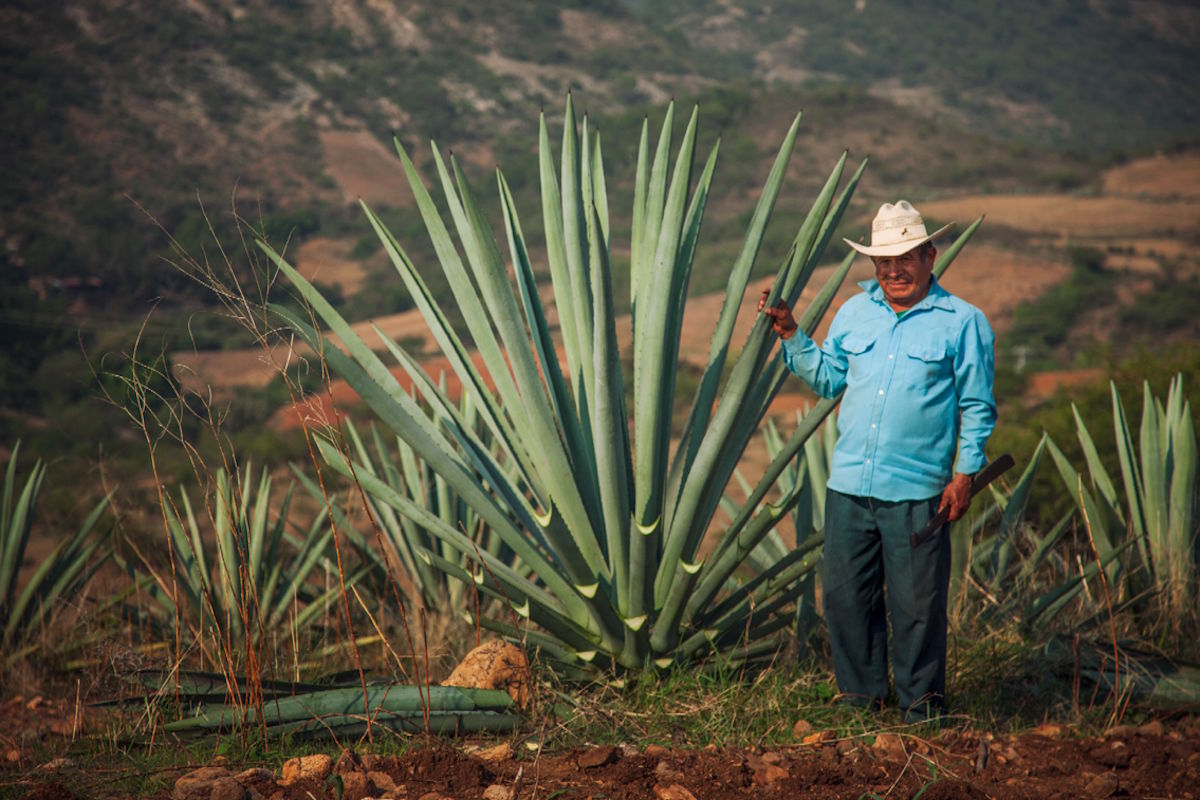 Ein Mann mit Hut steht neben einer großen Agavenpflanze auf einem Feld in hügeliger Landschaft – die Pflanze wird traditionell als Rohstoff für die Herstellung von Spirituosen wie Tequila verwendet