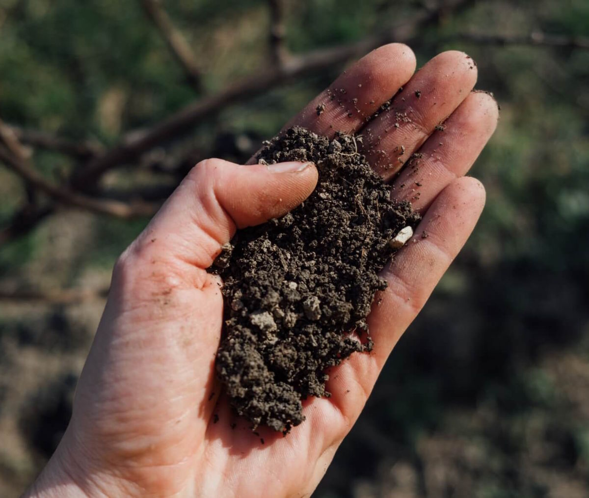  Hand hält eine Portion lockere, dunkle Erde vor unscharfem Hintergrund im Weinberg, Symbol für Terroir und Bodenbeschaffenheit