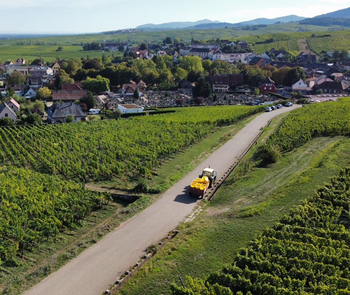 Luftaufnahme eines Weinbergs mit einem gelben Traktor auf einem Weg, im Hintergrund ein idyllisches Weindorf mit umliegenden Hügeln.
