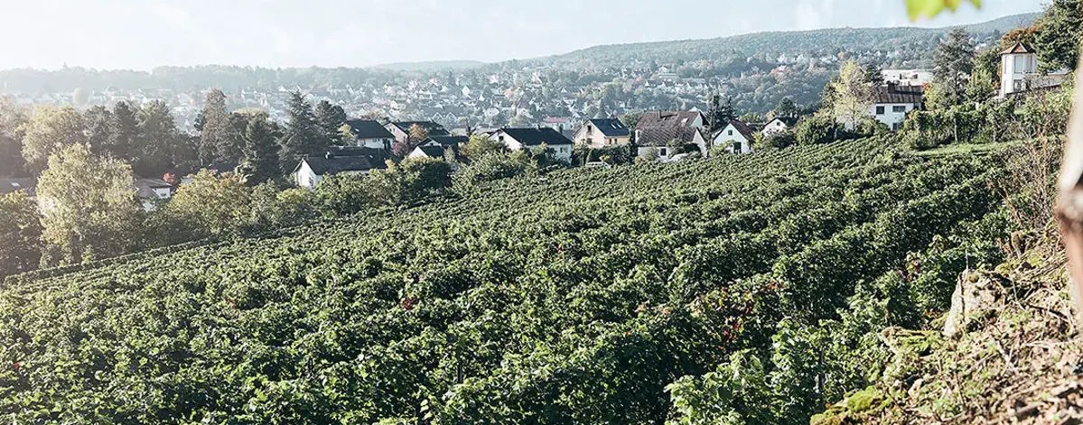 Weinberg an einem sanften Hang mit Blick auf eine Wohnsiedlung am Stadtrand, im Hintergrund bewaldete Hügel und weite Landschaft.