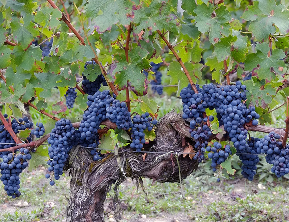 Dicht behangene Rebstöcke mit voll ausgereiften, dunkelblauen Trauben kurz vor der Weinlese.