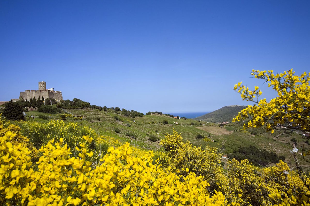Blühender Ginster vor grünen Hügeln mit einer Festung auf der Anhöhe, im Hintergrund das Mittelmeer unter blauem Himmel.