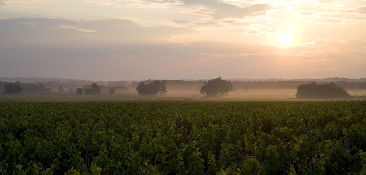 Weinberg in der Morgendämmerung mit leichtem Nebel über den Reben und sanft aufgehender Sonne am Horizont.