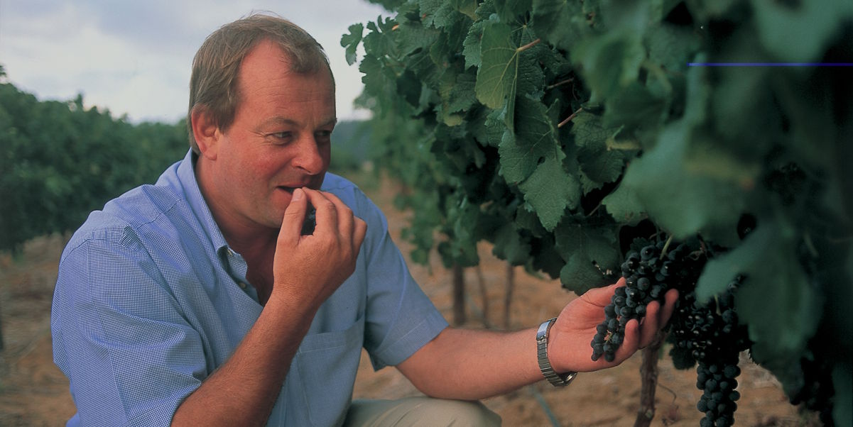 Winzer prüft reife Trauben im Weinberg und kostet eine Beere direkt vom Rebstock