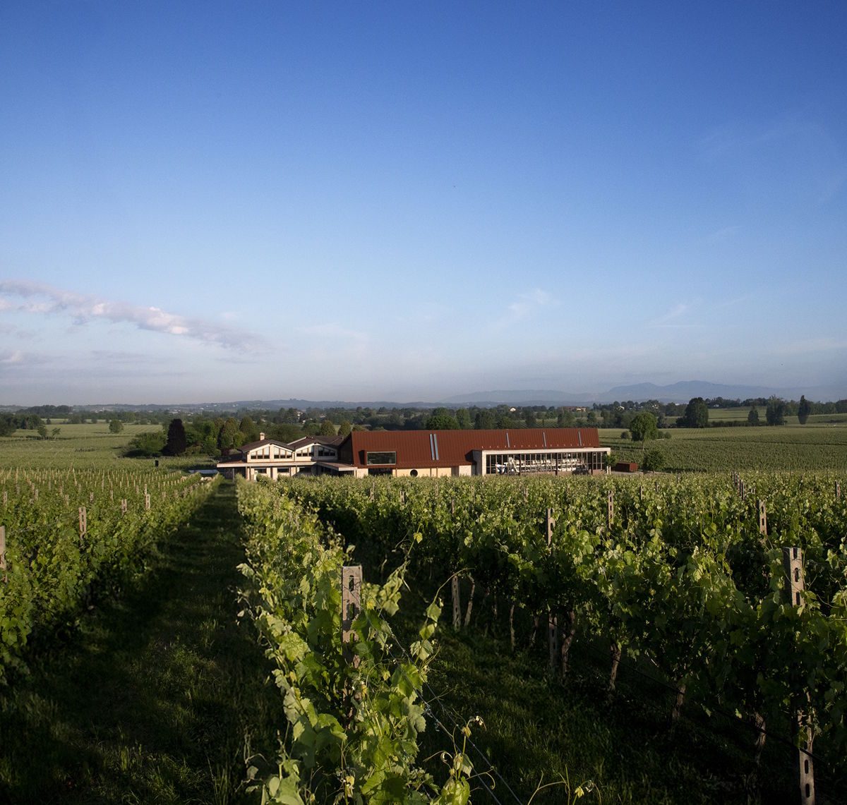 Weitblick über Reben und Weingut unter klarem Himmel Weinberg mit Blick auf ein Weingutgebäude inmitten einer weitläufigen, flachen Landschaft unter blauem Himmel.